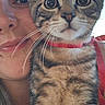 Blue a rejoint le concours — aidez-le/la à gagner de superbes lots ! cat, kitten, tabby, pet, animal, feline, whiskers, large_eyes, red_collar, striped_fur, portrait, close_up, person, face, outdoor, blue_sky, selfie, cute, sitting, companionship