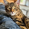 Blue a rejoint le concours — aidez-le/la à gagner de superbes lots ! cat, tabby_cat, pet, animal, feline, portrait, close_up, green_eyes, whiskers, ears, striped_fur, brown_fur, white_muzzle, relaxed, lying_down, blanket, indoor, cozy, soft_lighting, shallow_depth_of_field