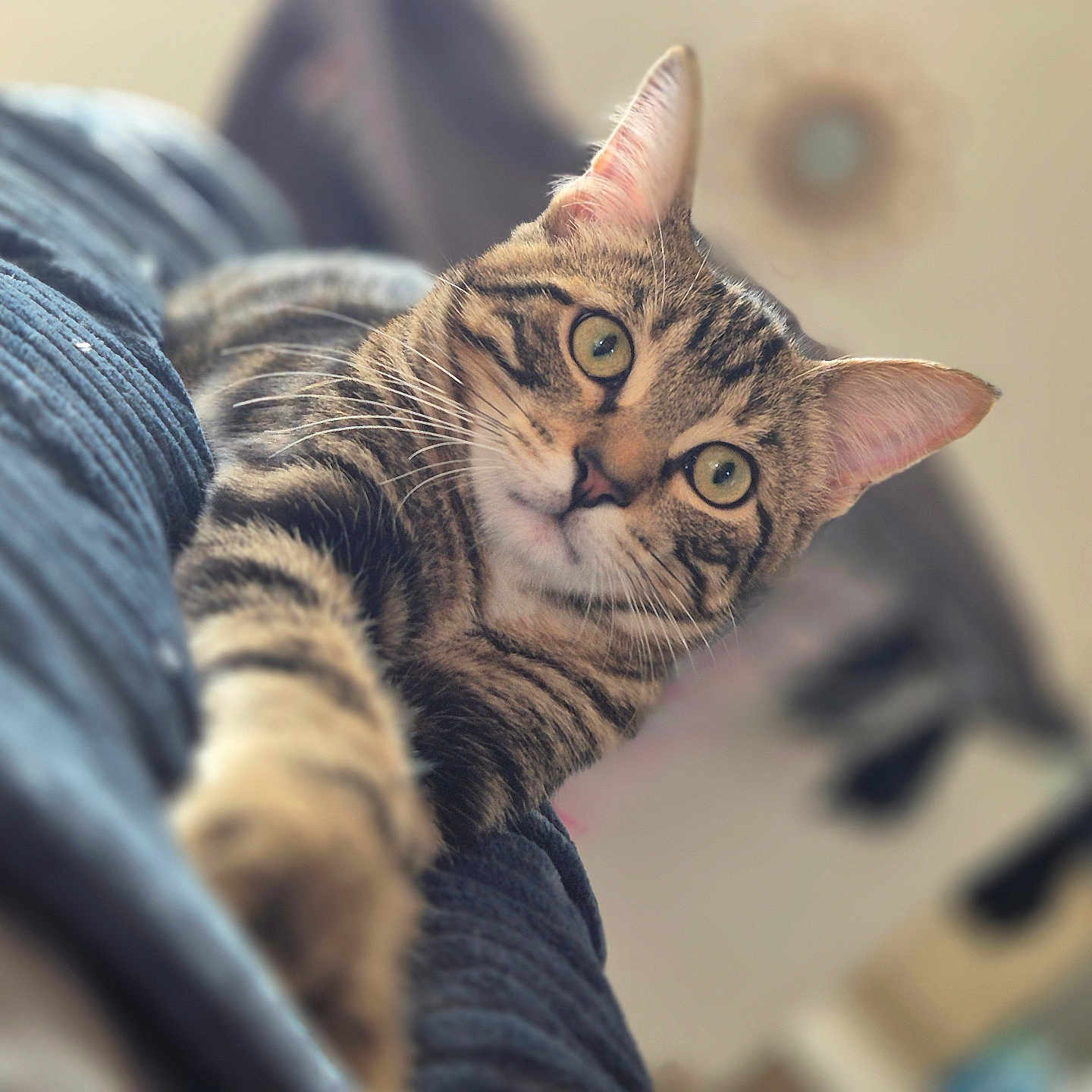 Blue participe au concours pour gagner de l'argent avec cette photo : cat, tabby, pet, animal, feline, whiskers, green_eyes, pointed_ears, striped_fur, paw, lying_down, reaching, curious, alert, close_up, portrait, indoors, blanket, soft_lighting, shallow_depth_of_field