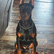 Bronx joined the competition — help win amazing prizes! doberman, dog, sitting, indoor, wooden_floor, chain_collar, ears_up, pet, canine, furniture, couch, blanket, flooring, alert, animal, domestic_animal, companion, brown, black, portrait