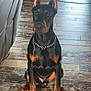 doberman, dog, sitting, indoor, wooden_floor, chain_collar, ears_up, pet, canine, furniture, couch, blanket, flooring, alert, animal, domestic_animal, companion, brown, black, portrait