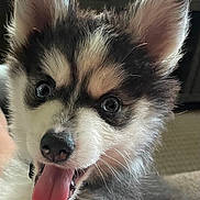 Nikita joined the competition — help win amazing prizes! puppy, dog, animal, pet, close_up, tongue_out, fluffy, cute, indoor, ears, nose, fur, black_and_white, happy, playful, face, young, canine, adorable, expression