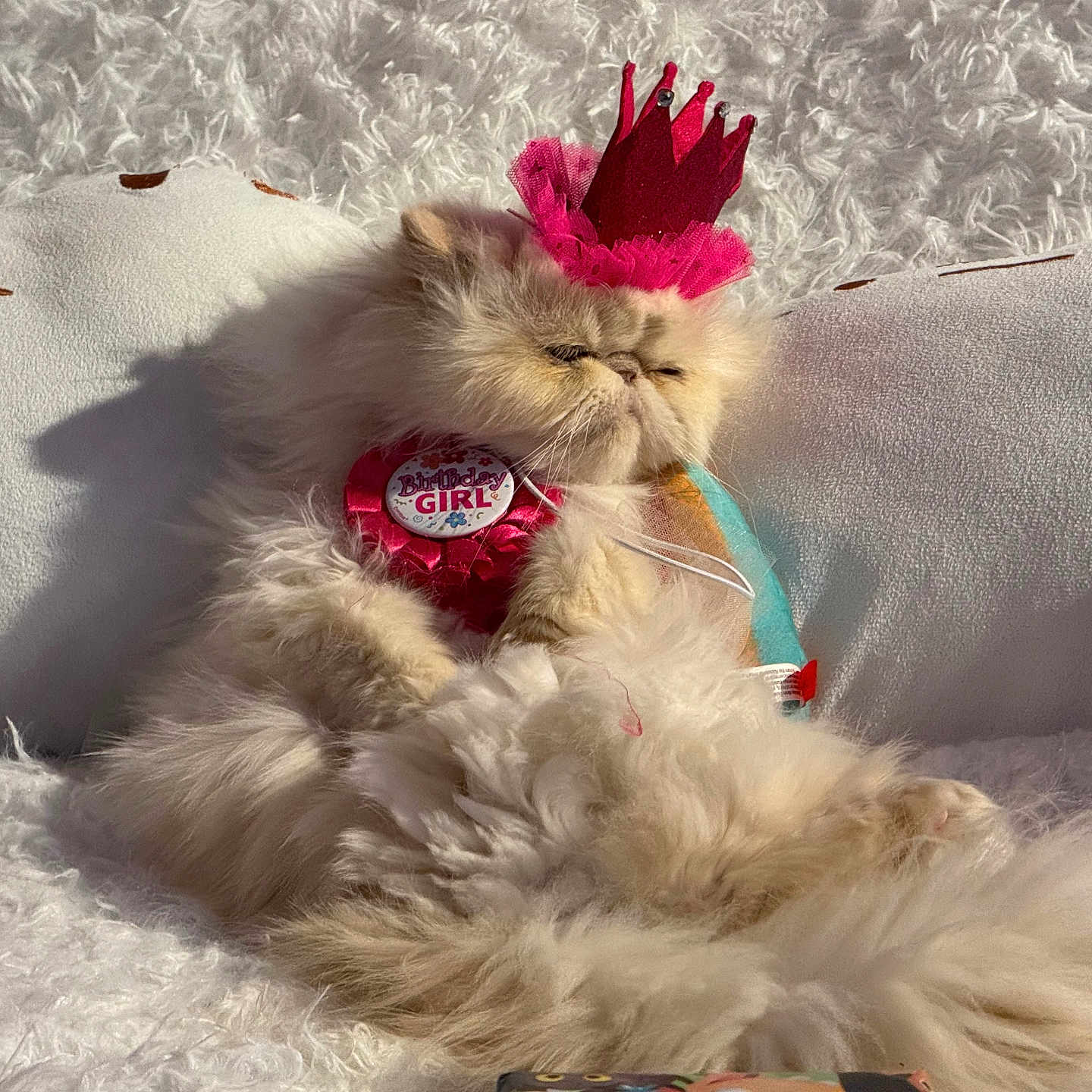 Angelina Pooky is registered to the contest to win money with this photo: cat, fluffy, birthday_crown, birthday_badge, pink, white_blanket, pillow, cute, pet, indoor, relaxed, sunlight, feline, animal, cozy, soft_texture, resting, adorable, grumpy_expression, celebration