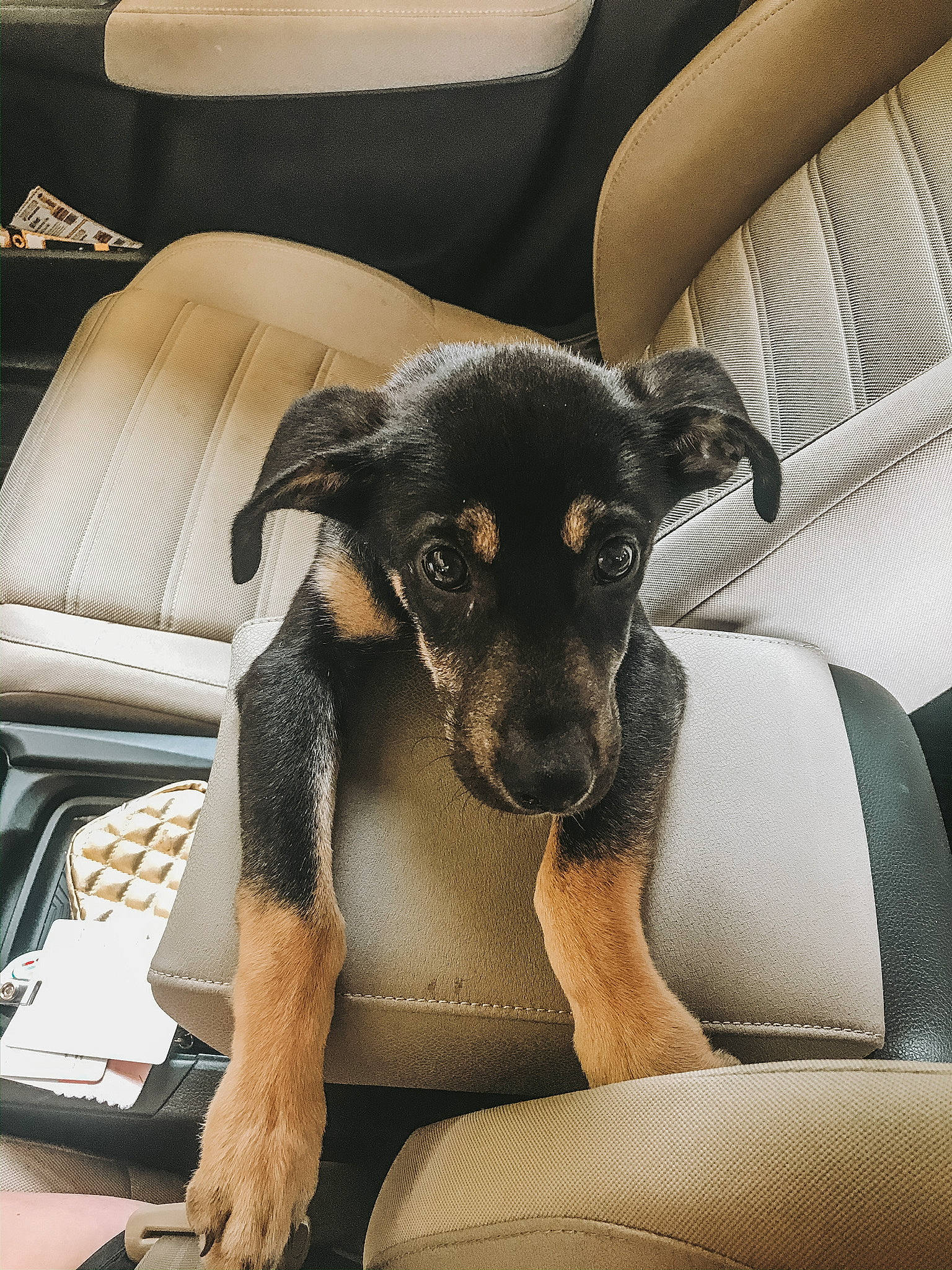 Josie joined the competition — help win amazing prizes! black_and_tan_terrier, canidae, carnivore, comfort, companion_dog, dog, dog_breed, huntaway, mammal, paw, potcake_dog, puppy, snout, sporting_group
