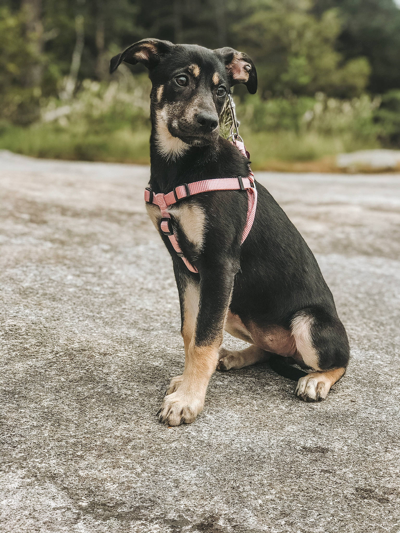 Josie joined the competition — help win amazing prizes! black_and_tan_terrier, canidae, carnivore, collar, companion_dog, dog, dog_breed, dog_collar, fawn, huntaway, hunting_dog, leash, mammal, paw, potcake_dog, puppy, snout, sporting_group, vertebrate, working_dog