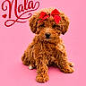 Nala is registered to the contest to win money with this photo: puppy, dog, bow, red_bow, pink_background, cute, fluffy, pet, portrait, animal, studio_photo, name_text, decorative_text, small_dog, sitting, adorable, furry, isolated, bright_colors, close_up