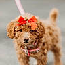 puppy, dog, bow, red_bow, curly_fur, leash, outdoor, pet, cute, small_dog, fluffy, animal, walking, collar, brown_dog, adorable, young_dog, portrait, friendly, furry