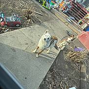 Panda joined the competition — help win amazing prizes! dog, backyard, concrete, toys, outdoor, dirt, plants, grass, fence, steps, house, plastic, container, playground, pet, animal, leaves, sunlight, daytime, curious