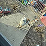 dog, backyard, concrete, toys, outdoor, dirt, plants, grass, fence, steps, house, plastic, container, playground, pet, animal, leaves, sunlight, daytime, curious
