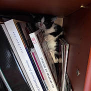 Naya participe au concours pour gagner de l'argent avec cette photo : kitten, cat, bookshelf, books, black_and_white, curious, indoor, pet, small_animal, feline, shelf, reading_material, cozy, cute, young_cat, paw, face, fur, animal, home