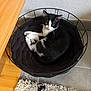 Naya participe au concours pour gagner de l'argent avec cette photo : cat, black_and_white, basket, curled_up, indoor, floor, tile, rug, wooden_furniture, pet, animal, cozy, resting, looking_up, whiskers, ears, paw, feline, domestic, cute