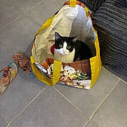 Naya a rejoint le concours — aidez-le/la à gagner de superbes lots ! animal_face, bag, black_and_white, cat, couch, curious, domestic_animal, fabric, floor, floor_tile, footwear, furniture, home, indoor, looking_up, pet, reusable_bag, sandals, texture, tile