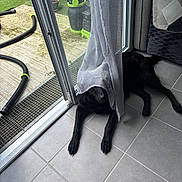 Roxy participe au concours pour gagner de l'argent avec cette photo : animal, architecture, blackcat, building, canine, cat, dog, door, indoors, interiordesign, mat, outdoors, path, pet, puppy, shelter, slate, walkway, window, windowsill