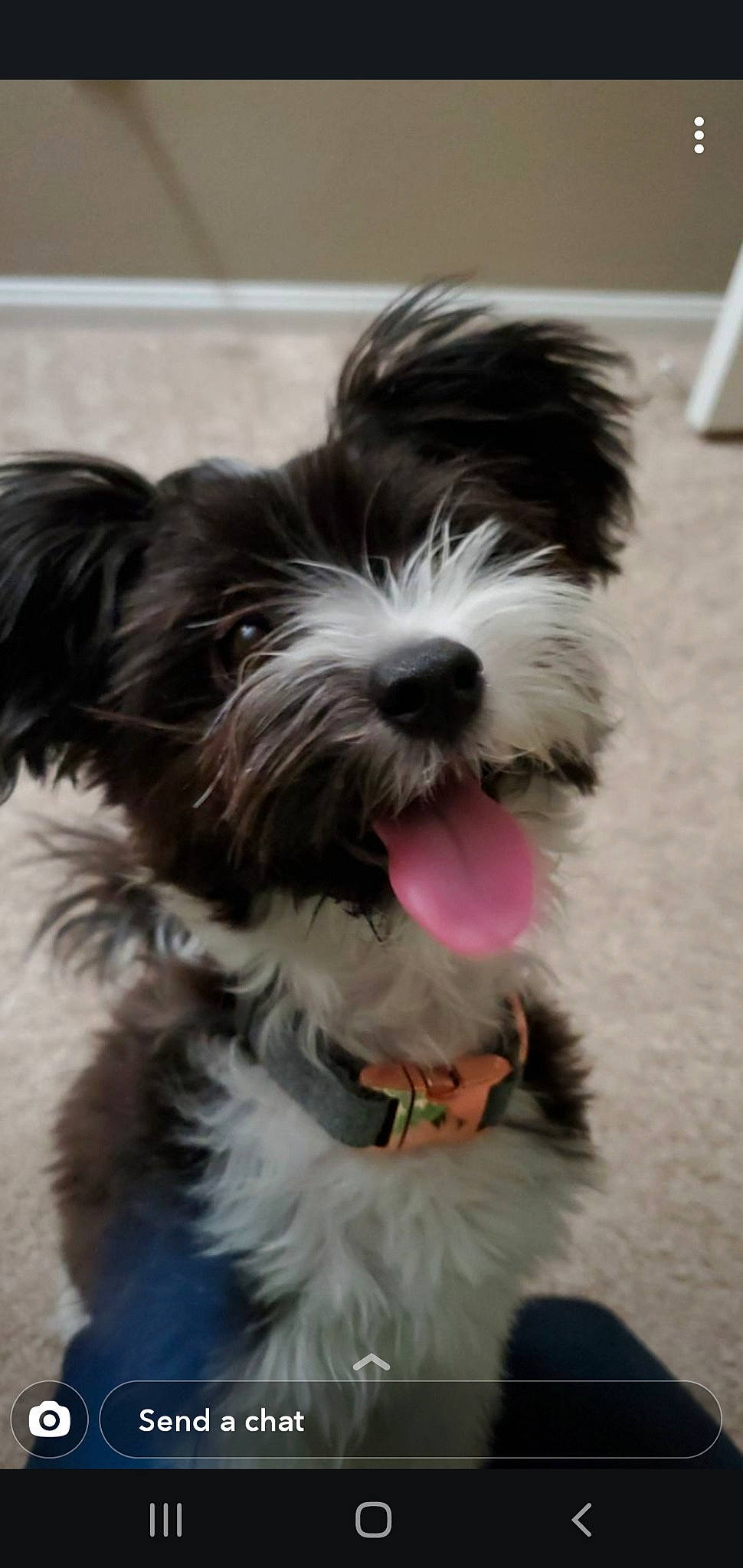 Luna is registered to the contest to win money with this photo: biewer_terrier, canidae, carnivore, companion_dog, dog, dog_breed, havanese, kyi_leo, mammal, morkie, non_sporting_group, puppy, rare_breed_dog, schnoodle, snout, sporting_group, terrier, tibetan_terrier, toy_dog, vertebrate