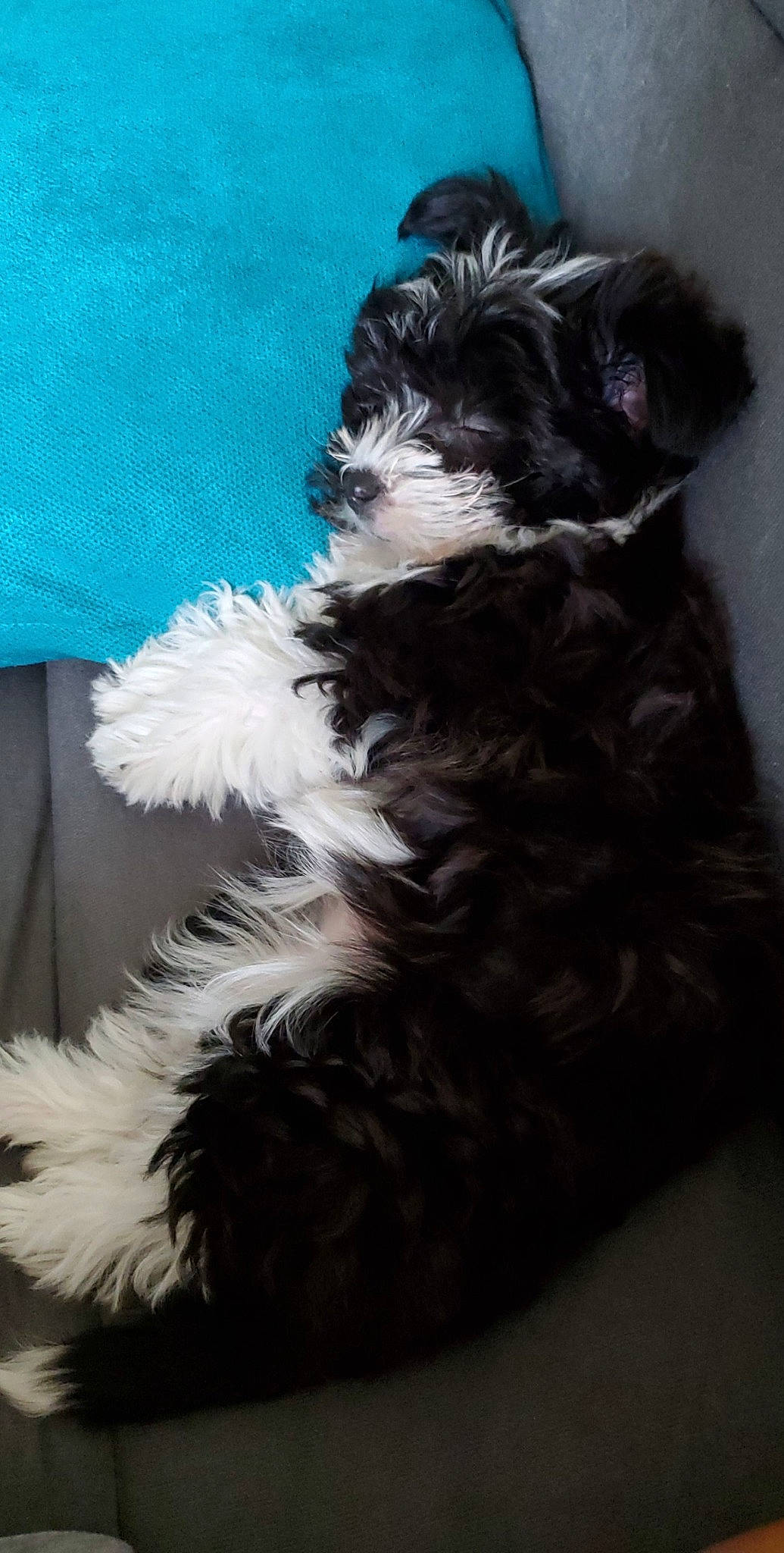 Luna is registered to the contest to win money with this photo: affenpinscher, bolonka, canidae, carnivore, companion_dog, dog, dog_breed, havanese, kyi_leo, mammal, miniature_schnauzer, non_sporting_group, puppy, rare_breed_dog, schnoodle, shih_tzu, terrier, tibetan_terrier, toy_dog, vertebrate