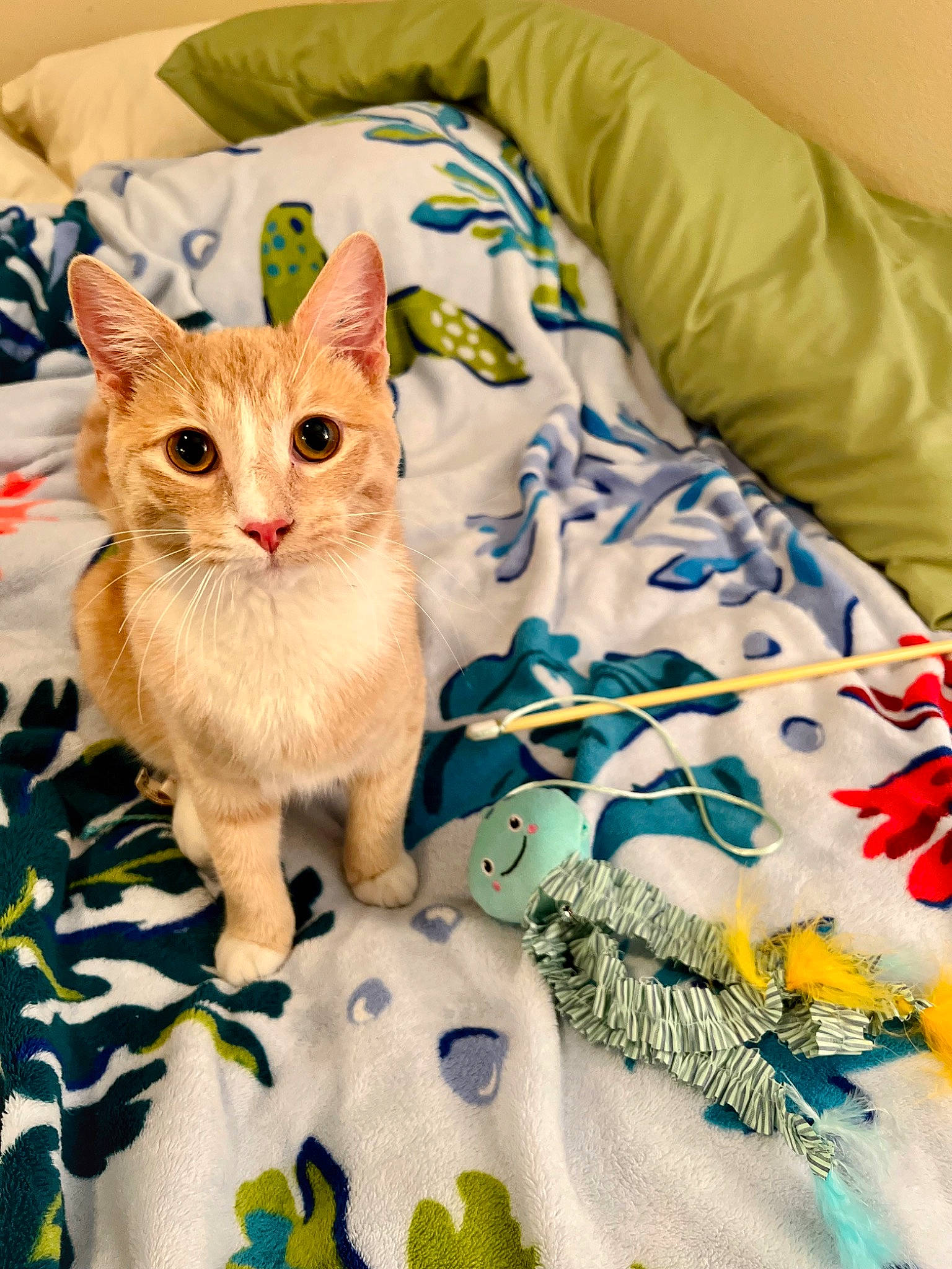 Linguini is registered to the contest to win money with this photo: bed, bed_sheet, bedding, carnivore, cat, comfort, domestic_short_haired_cat, fawn, felidae, fur, linens, pattern, paw, pillow, small_to_medium_sized_cats, tail, textile, throw_pillow, whiskers, white