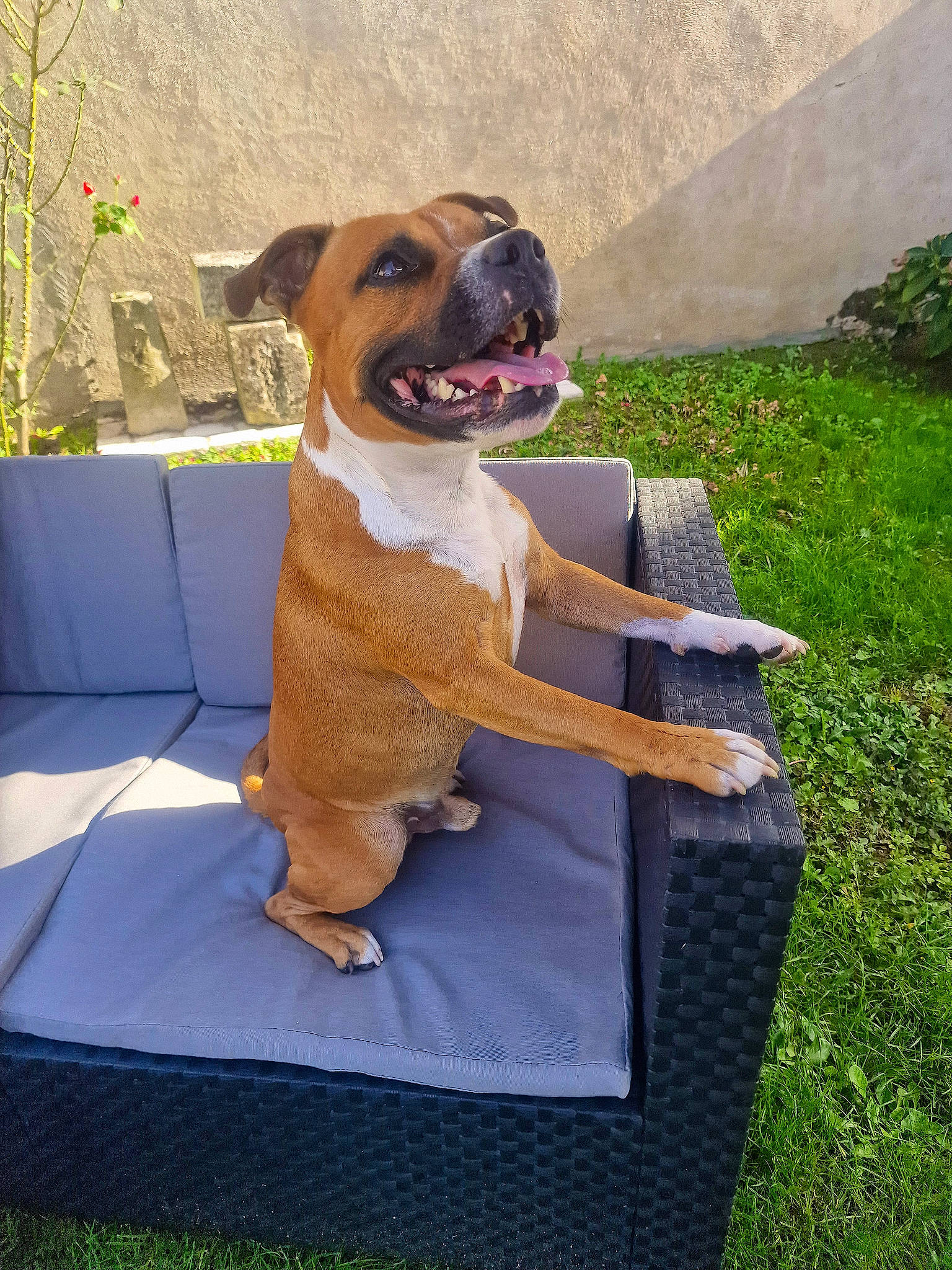 Rocket participe au concours pour gagner de l'argent avec cette photo : ancient_dog_breeds, boxer, canidae, carnivore, collar, companion_dog, dog, dog_breed, dog_collar, dog_supply, fawn, grass, guard_dog, liver, pet_supply, plant, rectangle, sporting_group, working_animal, working_dog