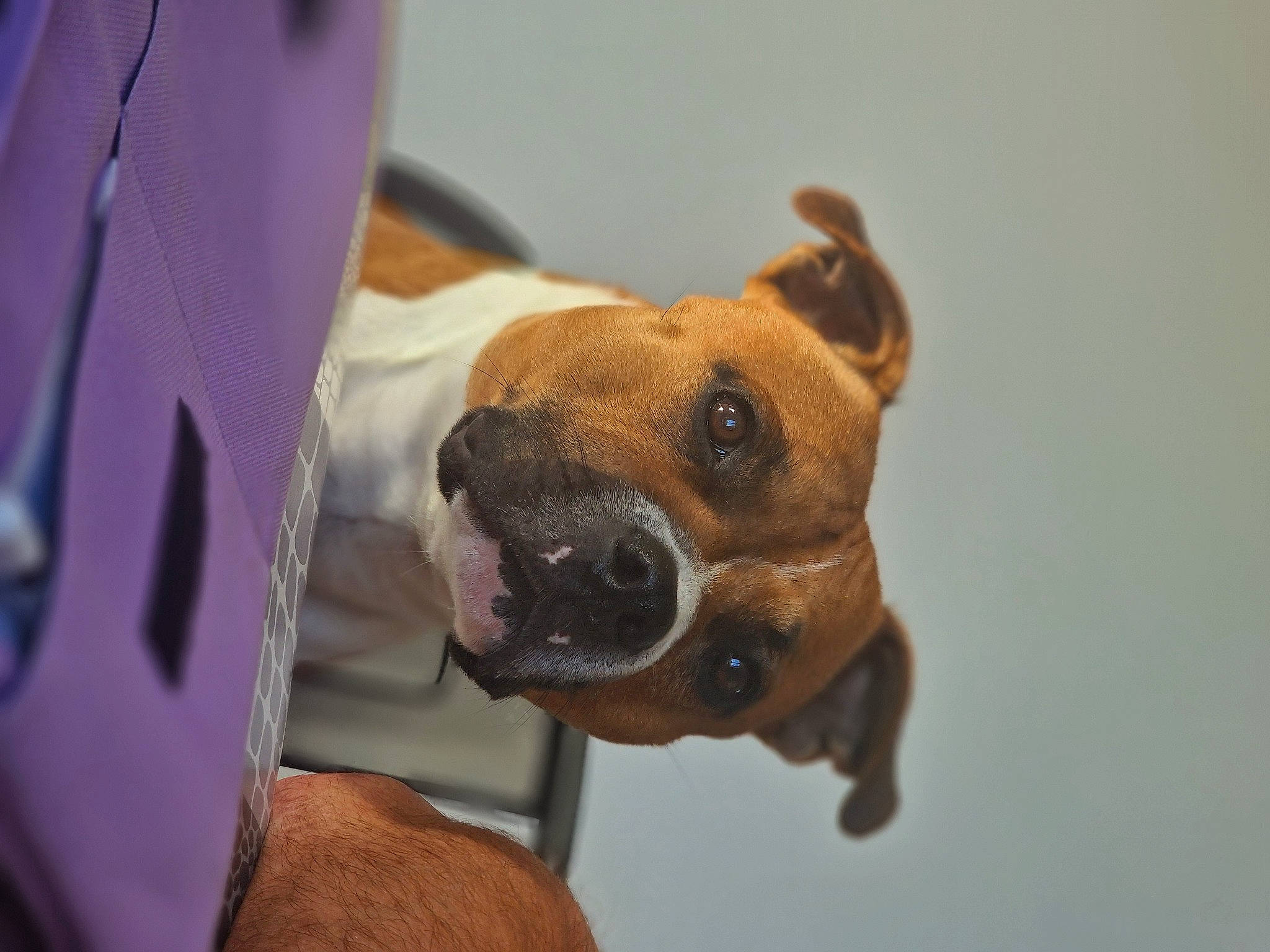 Rocket participe au concours pour gagner de l'argent avec cette photo : canidae, carnivore, collar, companion_dog, dog, dog_breed, dog_supply, ear, fawn, fur, guard_dog, liver, non_sporting_group, puppy, snout, sporting_group, toy_dog, whiskers, working_animal, wrinkle