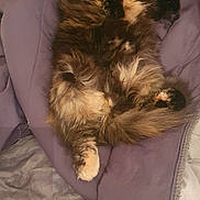 Pimprenelle a rejoint le concours — aidez-le/la à gagner de superbes lots ! animal, blanket, cat, comfort, cozy, cute, face, fluffy, fur, indoor, lying_down, paw, pet, purple, relaxed, resting, soft, tail, tortoiseshell, whiskers