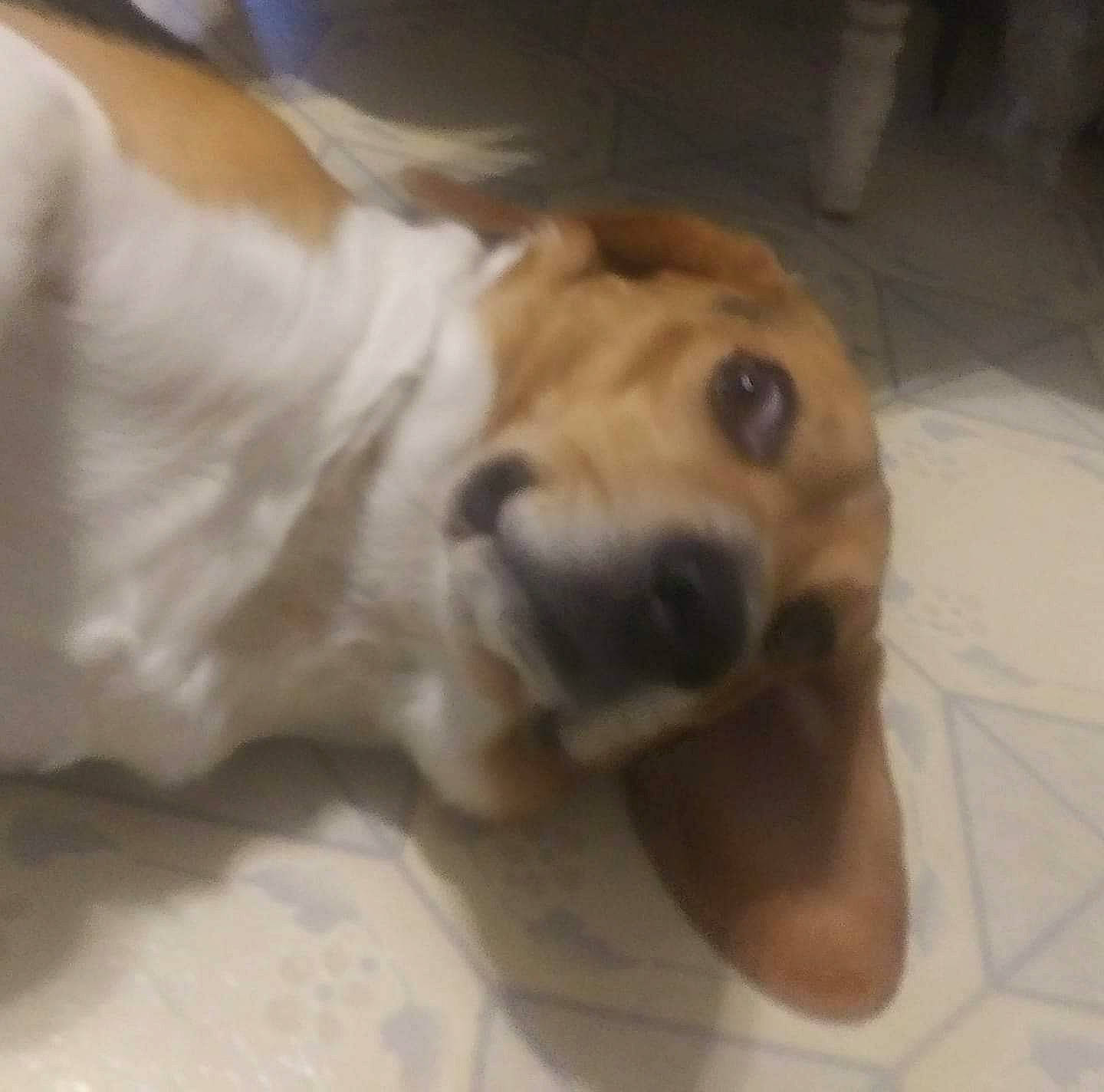 Snoopy is registered to the contest to win money with this photo: bored, canidae, carnivore, comfort, companion_dog, dog, dog_breed, ear, eye, fawn, fur, non_sporting_group, paw, pet_supply, puppy, smile, snout, sporting_group, whiskers, working_animal