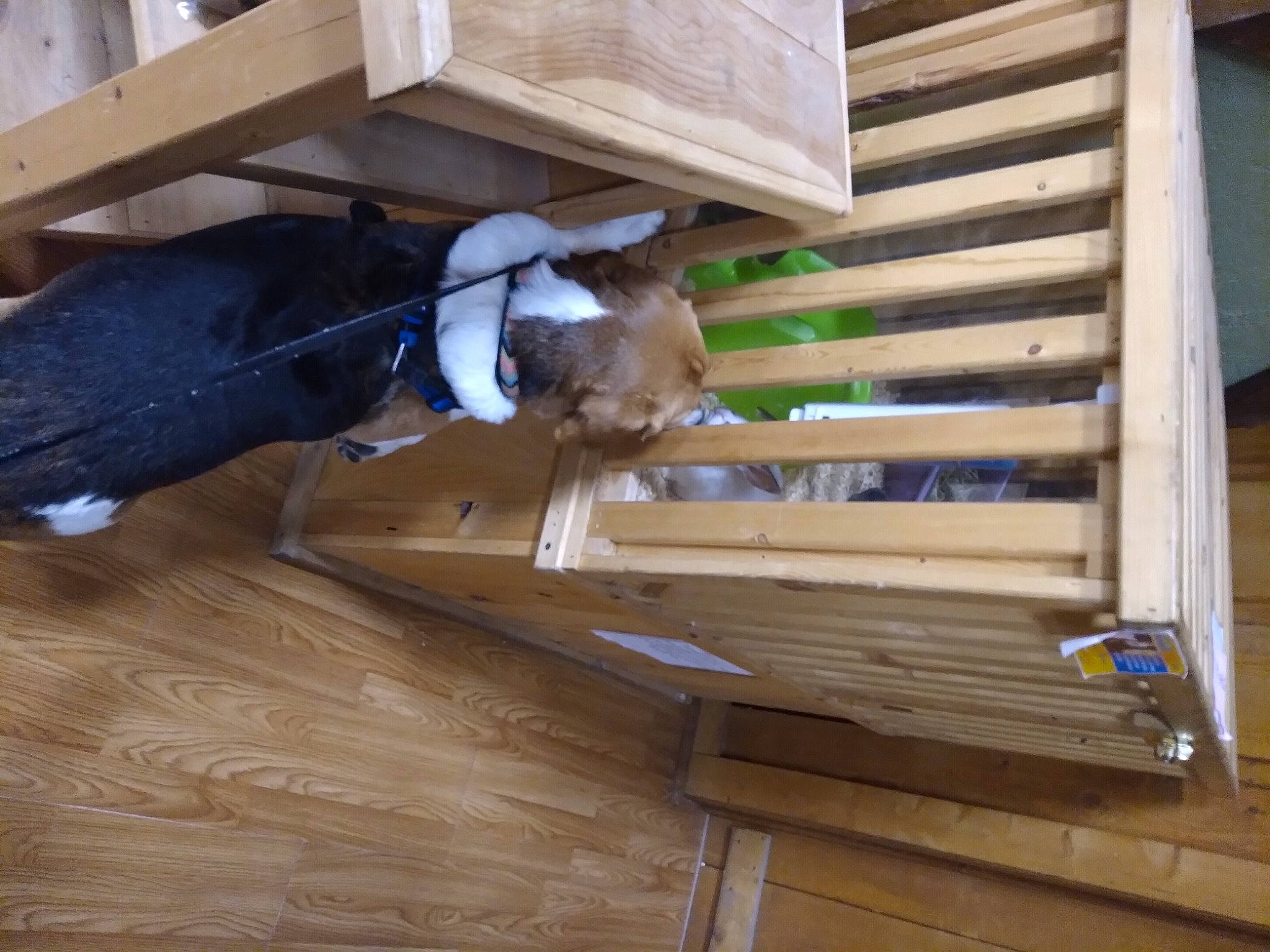 Snoopy is registered to the contest to win money with this photo: composite_material, deck, floor, flooring, hardwood, laminate_flooring, lumber, pattern, pet_supply, plank, plywood, room, sporting_group, varnish, wood, wood_flooring, wood_stain