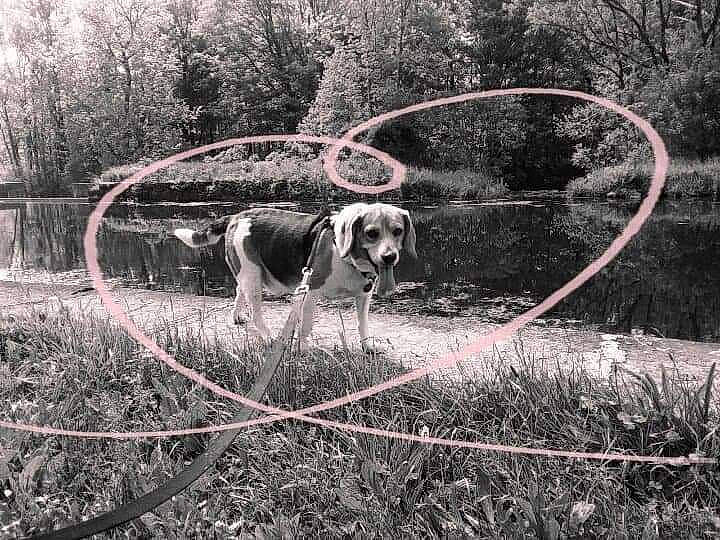 Snoopy joined the competition — help win amazing prizes! black_and_white, carnivore, collar, companion_dog, dog, dog_breed, forest, grass, monochrome, monochrome_photography, plant, sporting_group, style, terrestrial_animal, tree, twig, wildlife, wire, wood, working_animal