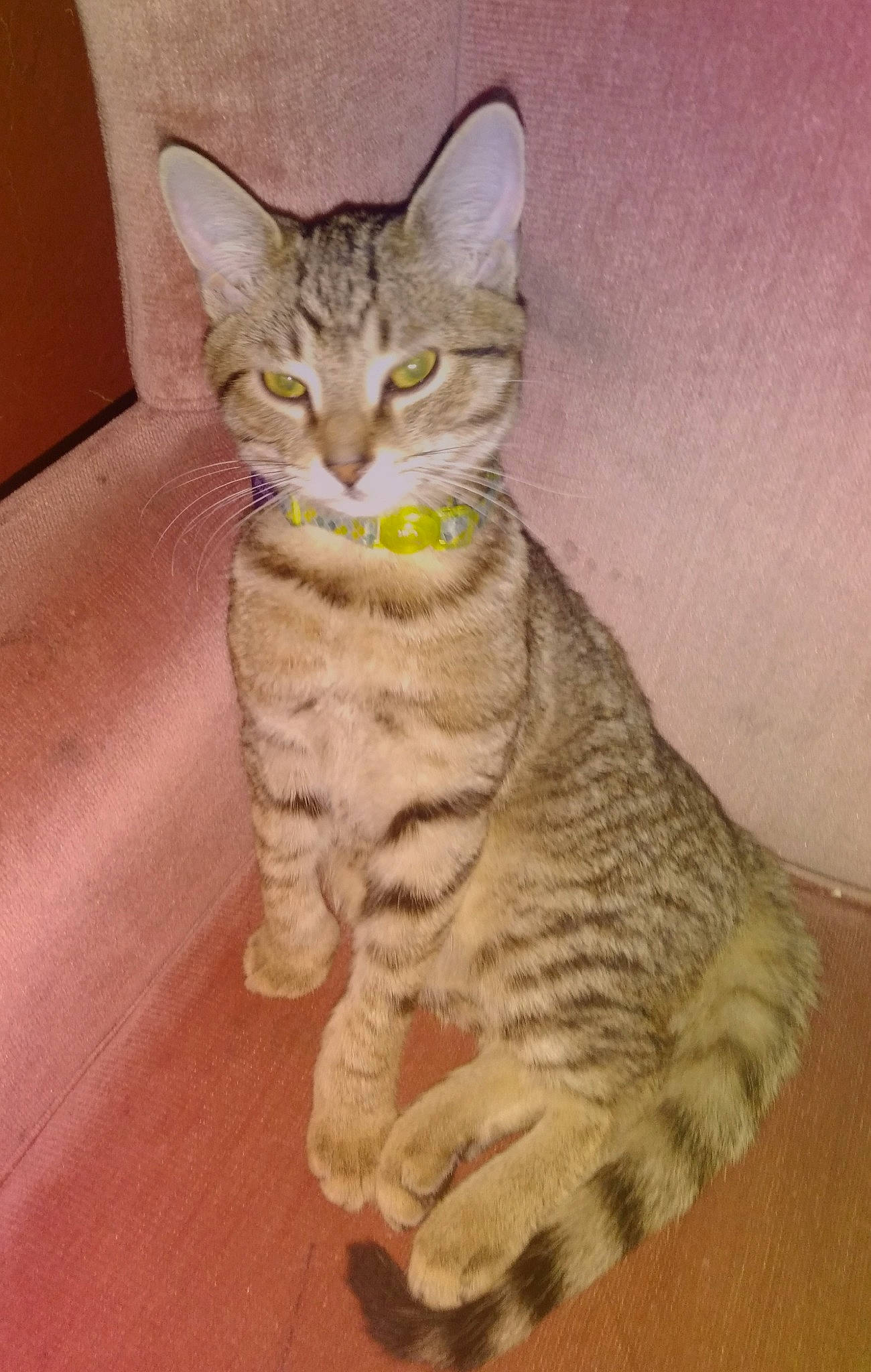 Tarzan joined the competition — help win amazing prizes! carnivore, cat, domestic_short_haired_cat, felidae, fur, paint, paw, sitting, small_to_medium_sized_cats, snout, tail, terrestrial_animal, whiskers, wildlife