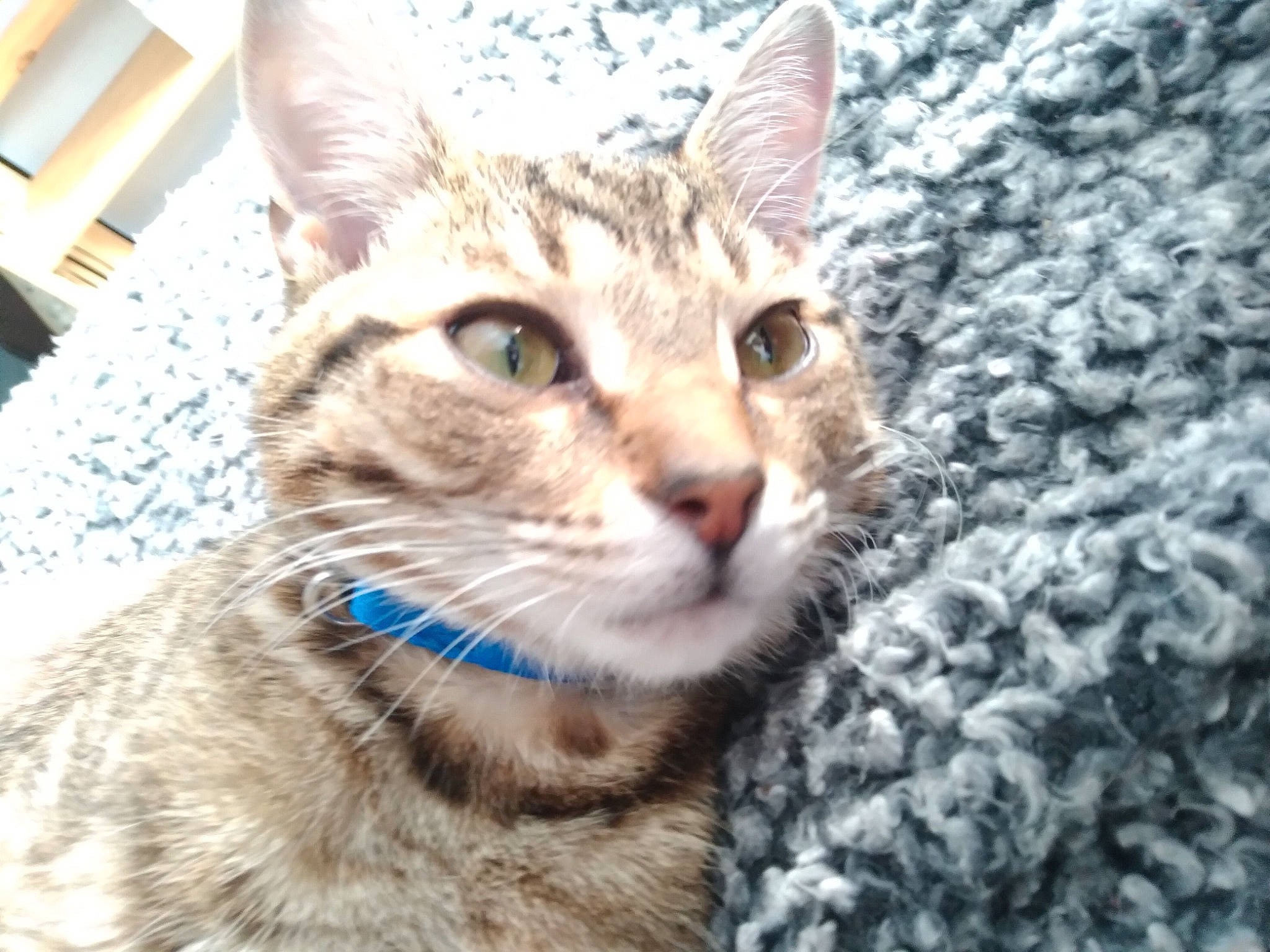 Tarzan is registered to the contest to win money with this photo: carnivore, cat, claw, domestic_short_haired_cat, felidae, fur, grass, paw, small_to_medium_sized_cats, snout, tail, terrestrial_animal, tree, whiskers, wildlife, window