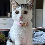 Tiara joined the competition — help win amazing prizes! cat, pet, animal, white_fur, tabby_markings, pink_collar, indoor, bed, blanket, feline, cute, curious, domestic_cat, whiskers, ears, sitting, portrait, house, soft_light, fur