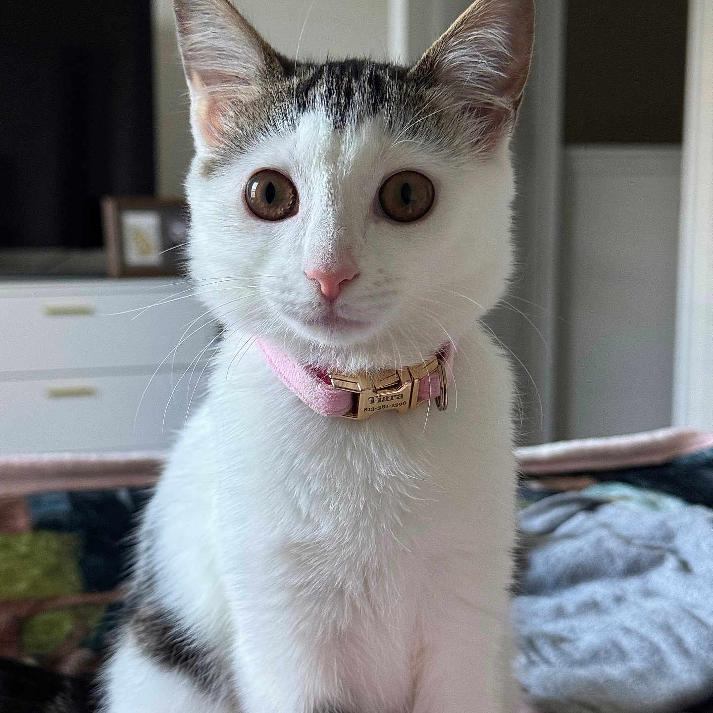 Tiara joined the competition — help win amazing prizes! animal, bed, blanket, cat, curious, cute, domestic_cat, ears, feline, fur, house, indoor, pet, pink_collar, portrait, sitting, soft_light, tabby_markings, whiskers, white_fur