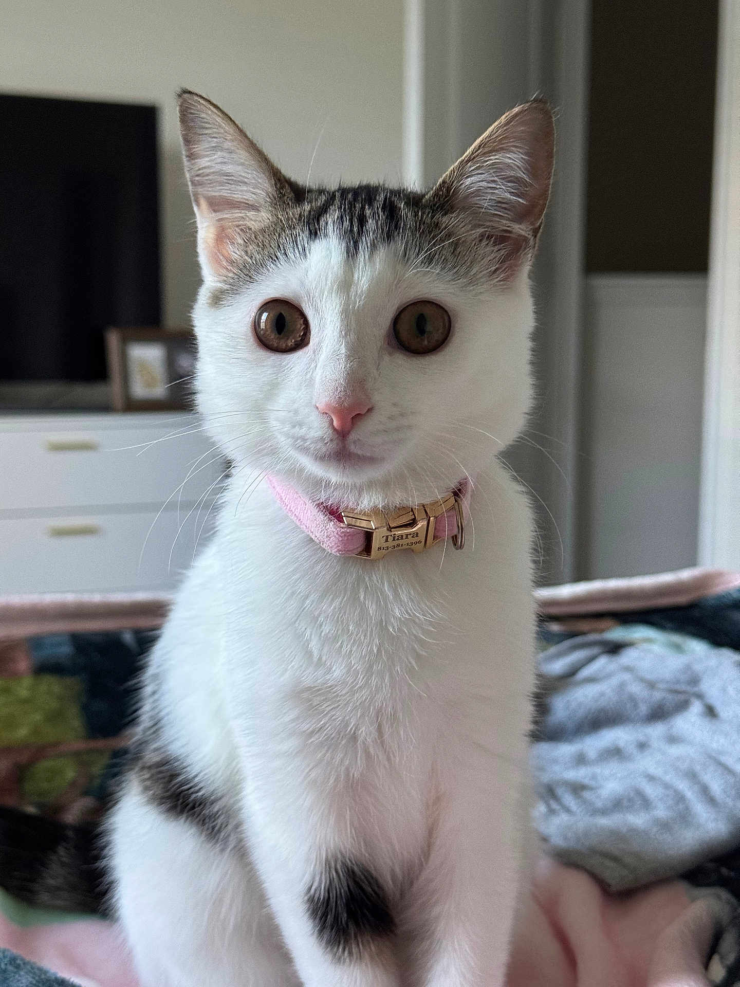 Tiara joined the competition — help win amazing prizes! cat, pet, animal, white_fur, tabby_markings, pink_collar, indoor, bed, blanket, feline, cute, curious, domestic_cat, whiskers, ears, sitting, portrait, house, soft_light, fur