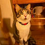 cat, tabby_cat, indoor, wooden_furniture, collar, pet, animal, curious, wide_eyes, sitting, close_up, warm_lighting, mug, domestic, feline, whiskers, ears, table, brown, white