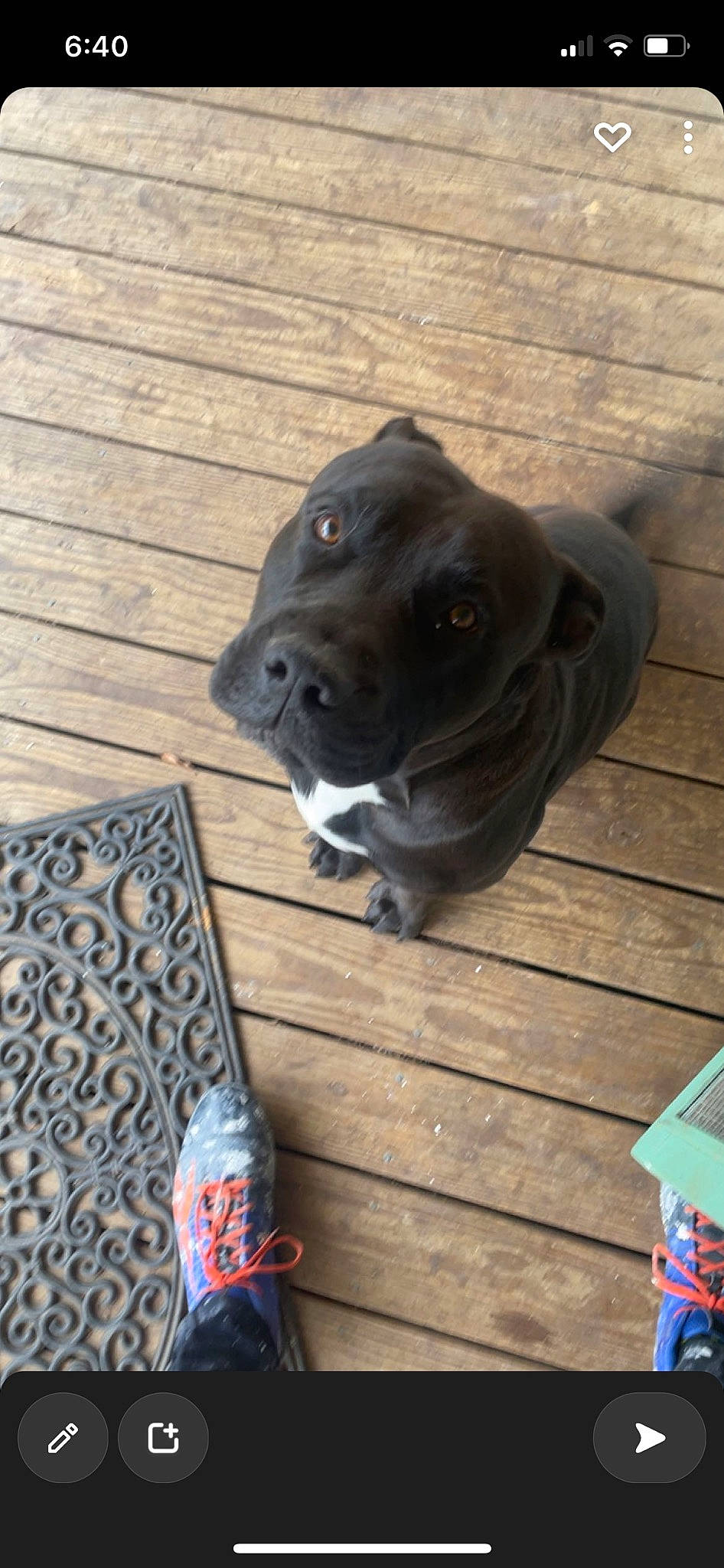 Gus is registered to the contest to win money with this photo: aluminum_can, blue, borador, carnivore, collar, companion_dog, dog, dog_breed, dog_collar, electric_blue, floor, flooring, fur, hardwood, plank, sporting_group, tin_can, wood, wood_stain, working_animal