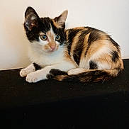 Maya a rejoint le concours — aidez-le/la à gagner de superbes lots ! calico_cat, kitten, pet, animal, feline, young_cat, fur, whiskers, ears, paws, tail, indoor, resting, curious, looking_away, black, white, orange, striped, close_up