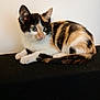 calico_cat, kitten, pet, animal, feline, young_cat, fur, whiskers, ears, paws, tail, indoor, resting, curious, looking_away, black, white, orange, striped, close_up