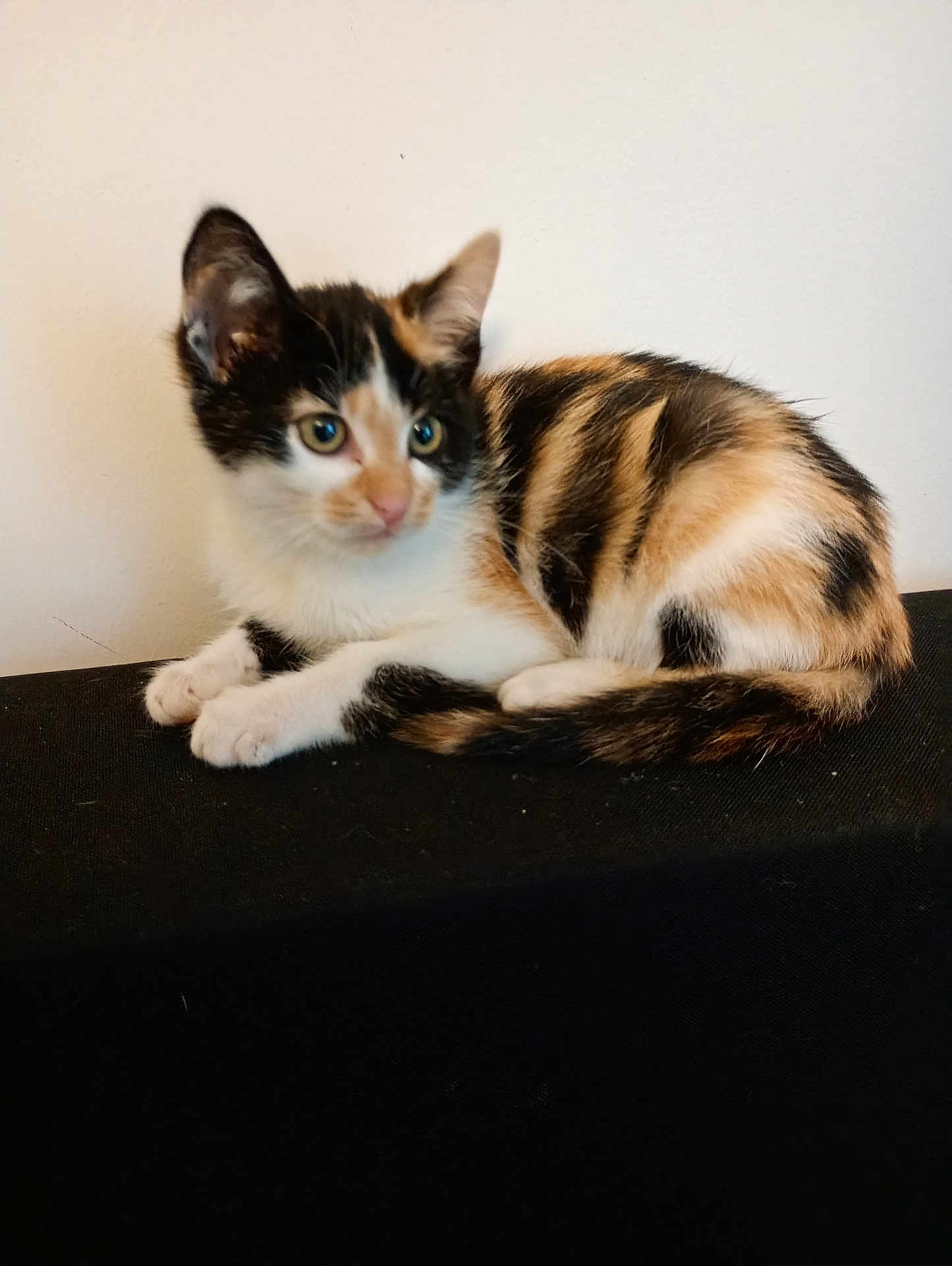 Maya