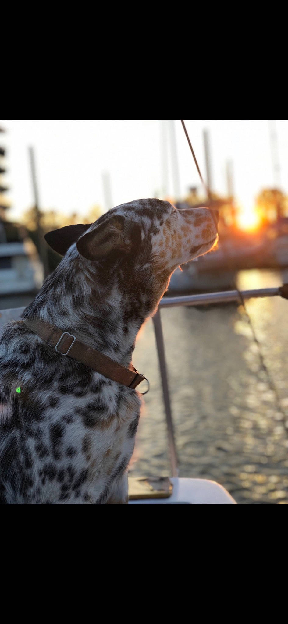 Dexter is registered to the contest to win money with this photo: canidae, carnivore, companion_dog, dog, dog_breed, fawn, fur, gun_dog, hunting_dog, lake, non_sporting_group, sky, snout, sporting_group, tail, water, working_dog