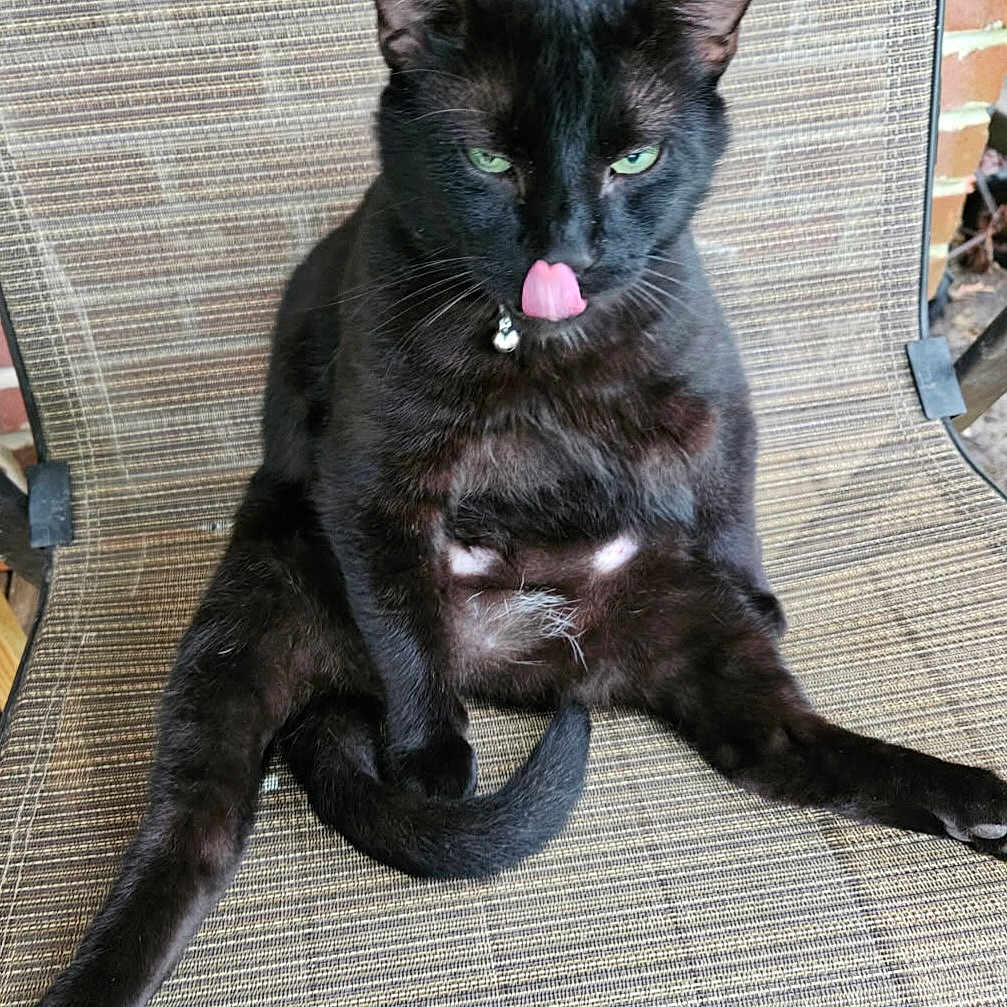 Binks is registered to the contest to win money with this photo: accessories, animal, armchair, blackcat, bodypart, cat, chair, collar, couch, cushion, furniture, homedecor, kitten, manx, mouth, person, pet, strap, teeth, tongue