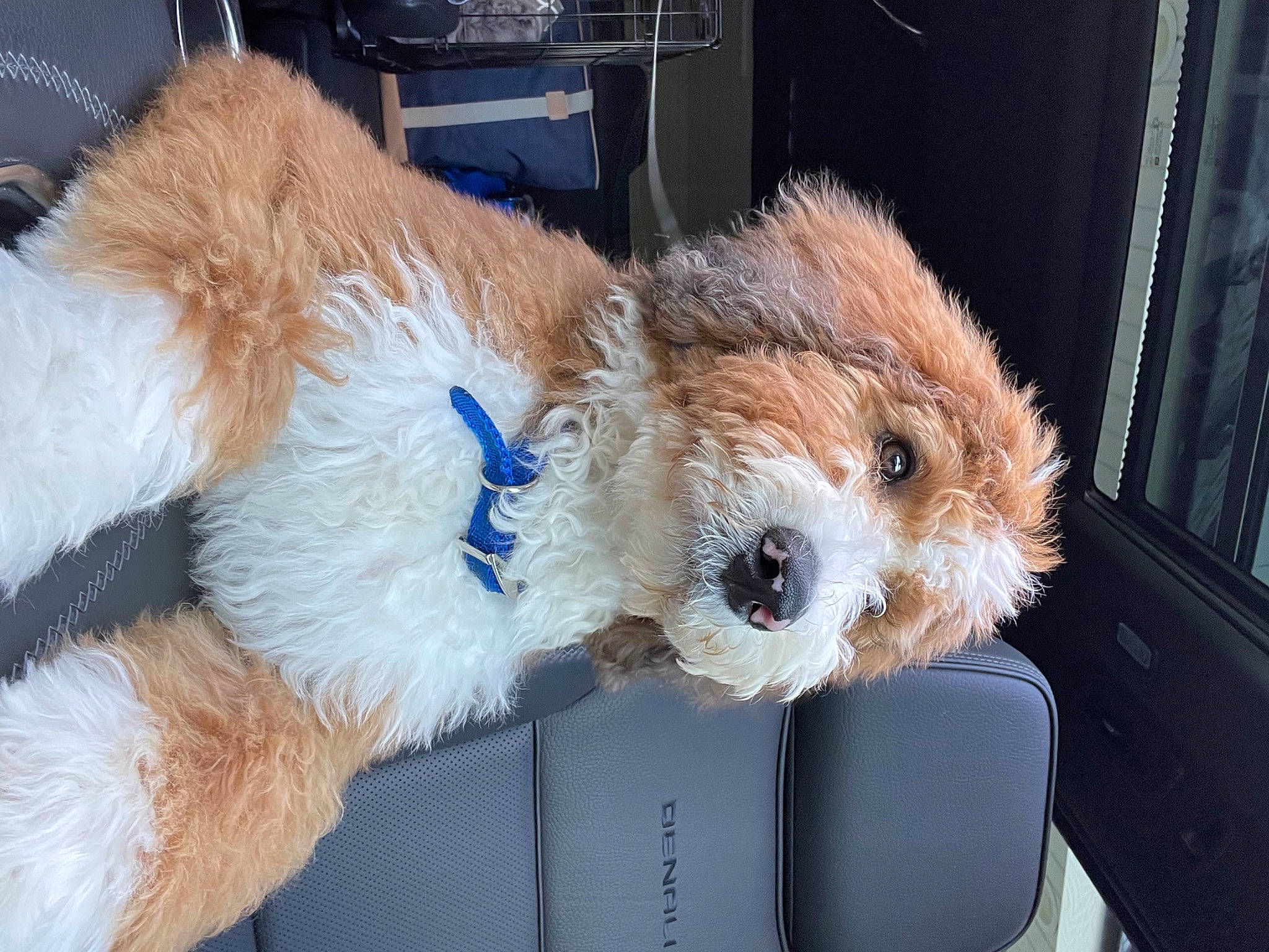 Knox joined the competition — help win amazing prizes! bear, canidae, carnivore, companion_dog, curtain, dog_breed, fawn, felidae, fur, plush, small_terrier, snout, sporting_group, stuffed_toy, tail, teddy_bear, terrier, toy, toy_dog, whiskers