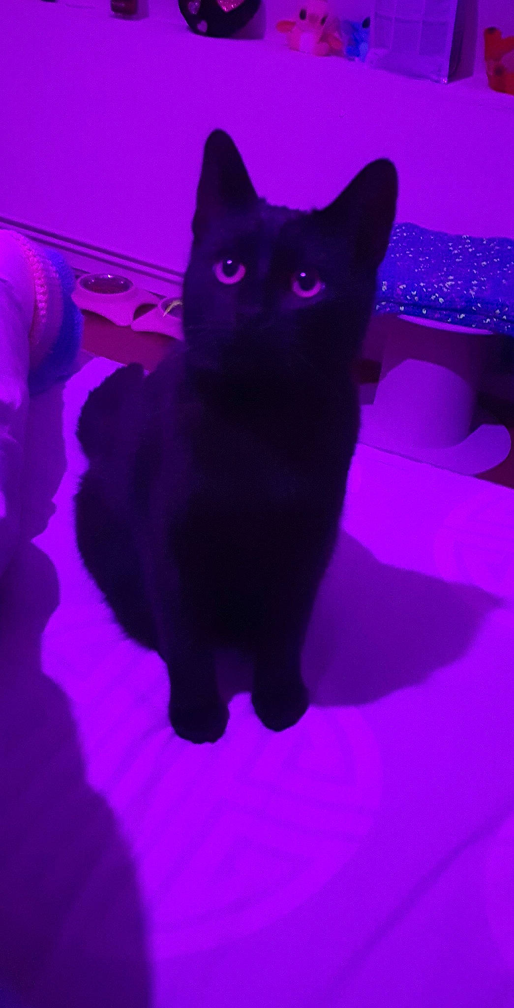 Shadow participe au concours pour gagner de l'argent avec cette photo : black_cat, bombay, carnivore, cat, cat_supply, domestic_short_haired_cat, electric_blue, eye, felidae, fur, magenta, pink, purple, small_to_medium_sized_cats, snout, stairs, tail, violet, whiskers, window