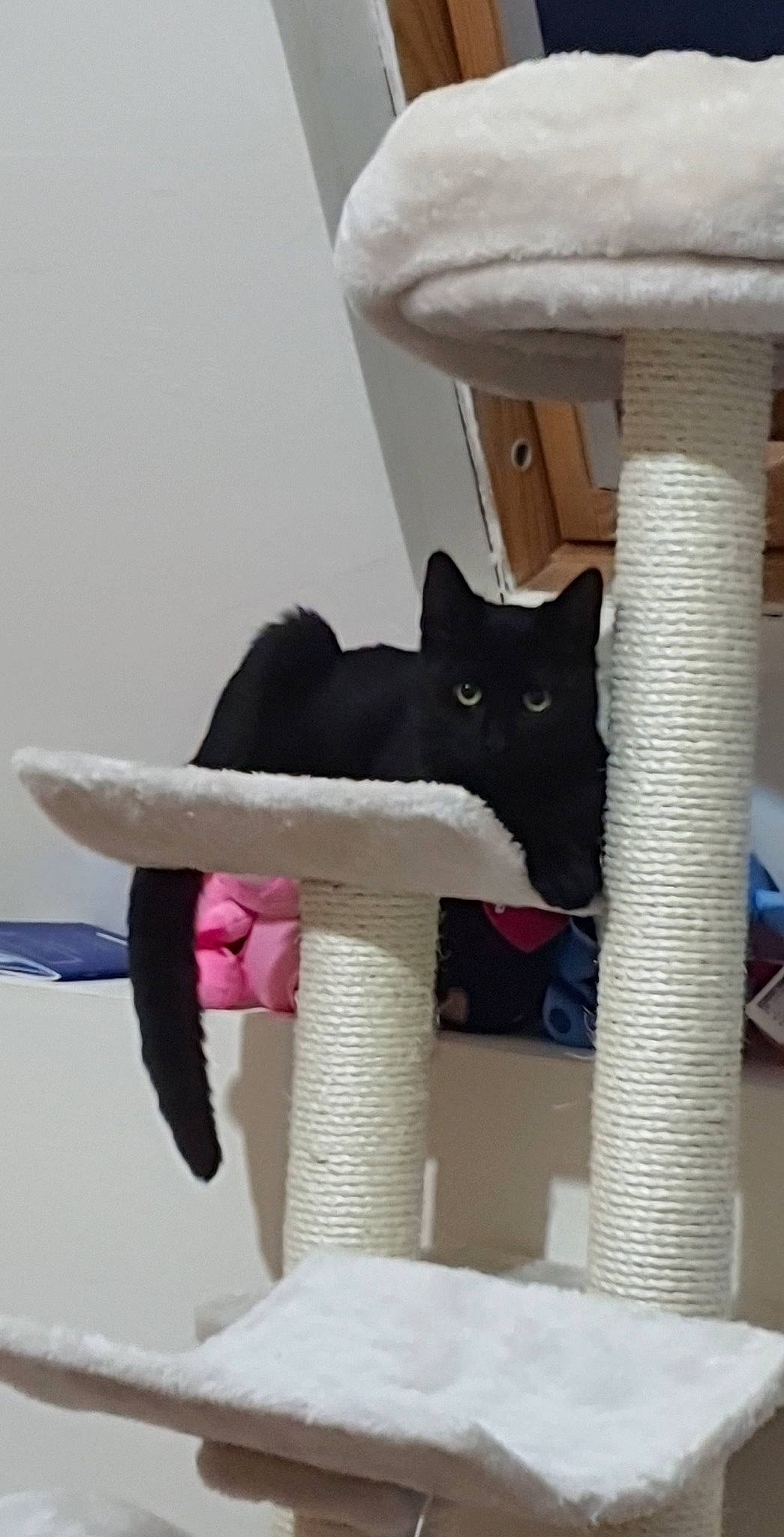 Shadow participe au concours pour gagner de l'argent avec cette photo : carnivore, cat, cat_bed, cat_furniture, cat_supply, chair, comfort, domestic_short_haired_cat, felidae, fur, linens, pet_supply, room, small_to_medium_sized_cats, stairs, tail, textile, whiskers, white, wood