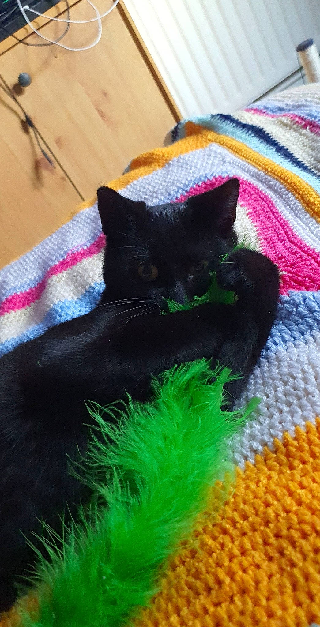 Shadow participe au concours pour gagner de l'argent avec cette photo : black_cat, bombay, carnivore, cat, cat_supply, comfort, dog_breed, domestic_short_haired_cat, felidae, fur, grass, linens, pattern, small_to_medium_sized_cats, snout, tail, textile, whiskers, wool, woolen