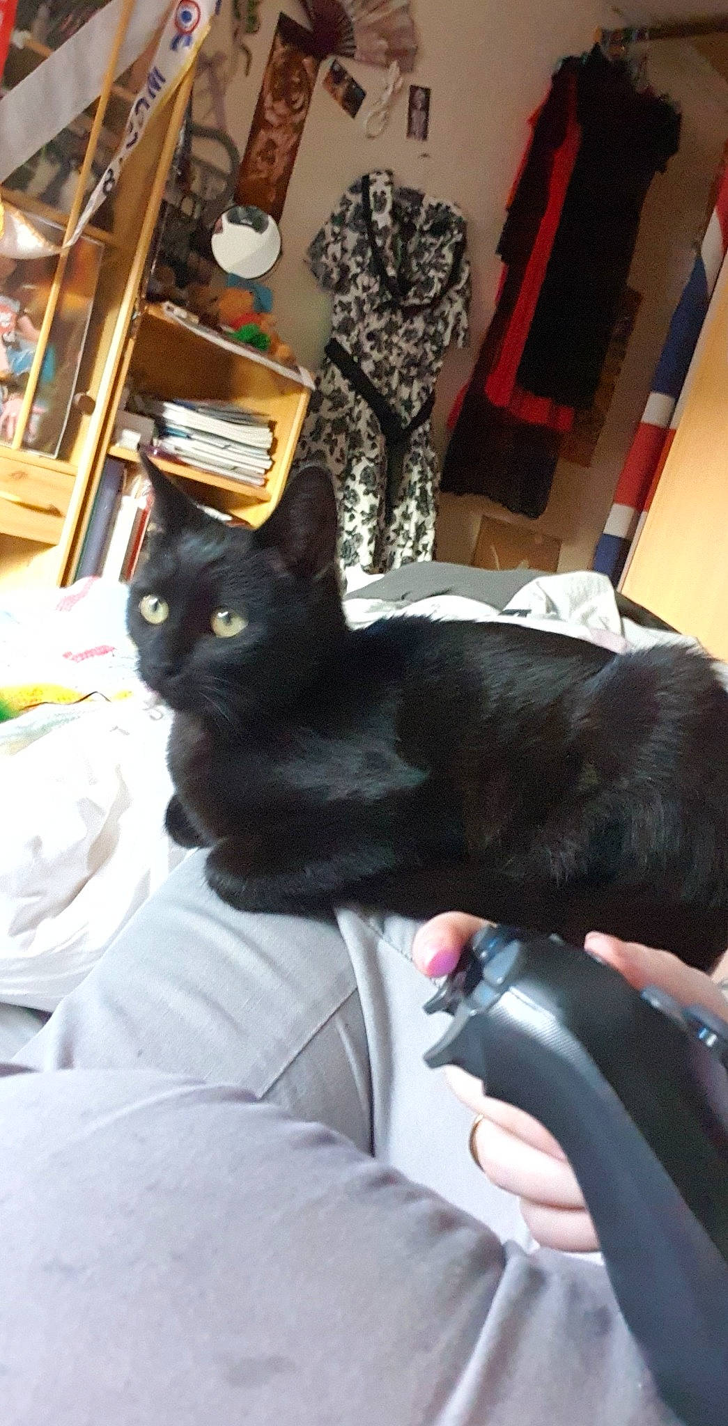 Shadow a rejoint le concours — aidez-le/la à gagner de superbes lots ! black_cat, bombay, car_seat, carnivore, cat, chair, comfort, domestic_short_haired_cat, felidae, fur, gesture, lap, linens, picture_frame, room, sitting, small_to_medium_sized_cats, steering_wheel, tail, whiskers