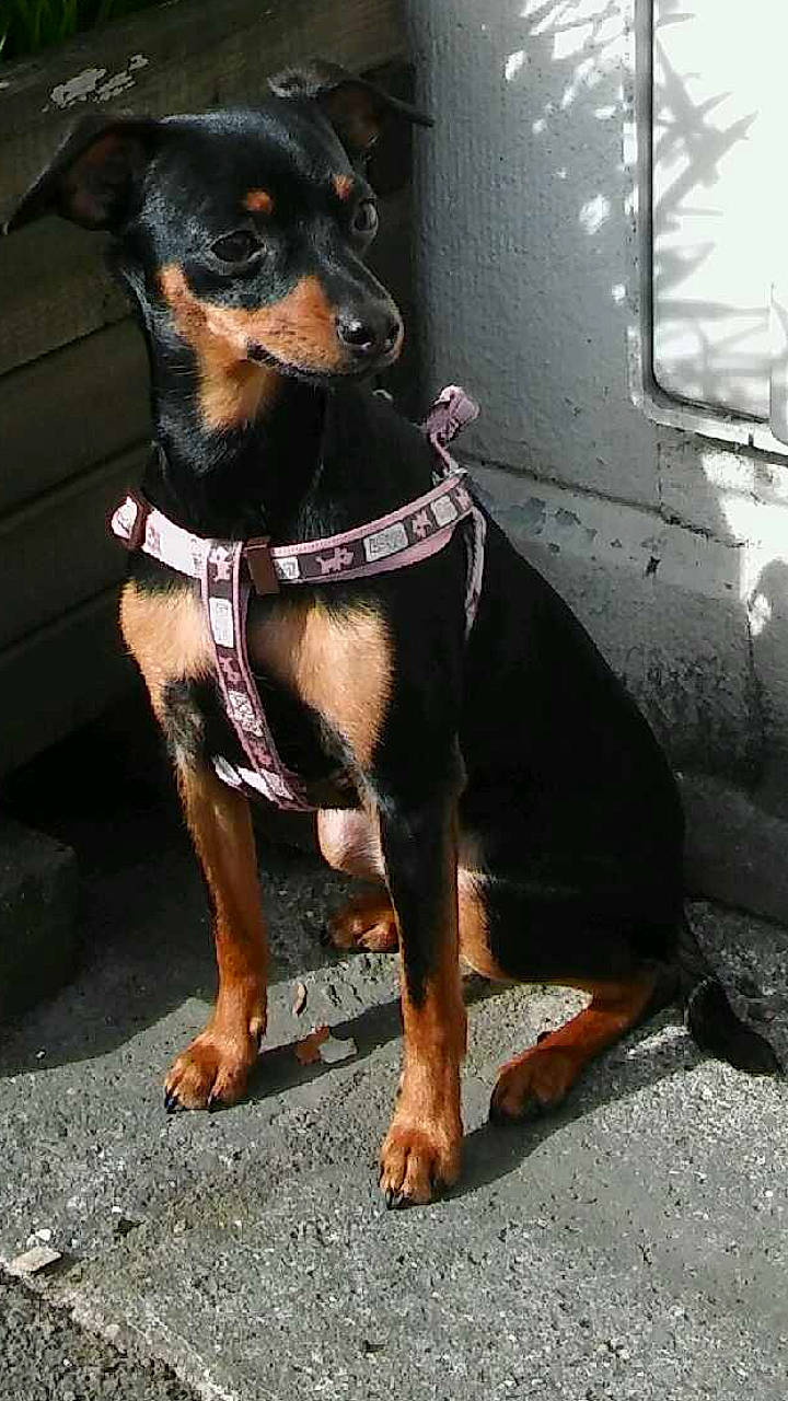 Briska a rejoint le concours — aidez-le/la à gagner de superbes lots ! carnivore, collar, companion_dog, concrete, dog, dog_breed, dog_collar, dog_supply, fawn, foot, guard_dog, hunting_dog, pet_supply, road_surface, snout, sporting_group, terrestrial_animal, toy_dog, working_animal, working_dog