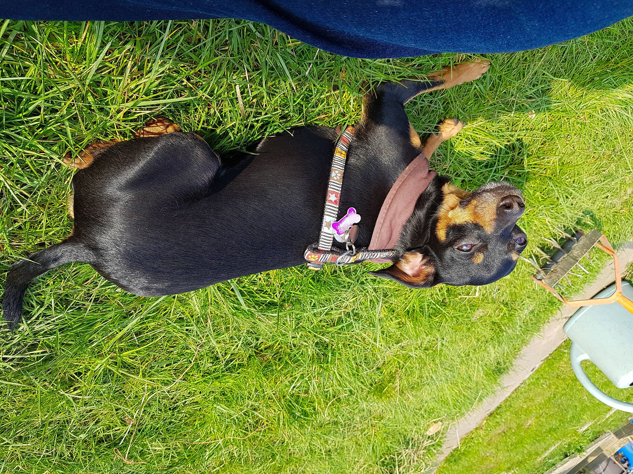 Briska a rejoint le concours — aidez-le/la à gagner de superbes lots ! canidae, carnivore, collar, companion_dog, dog, dog_breed, dog_supply, fawn, fun, grass, guard_dog, landscape, leisure, pet_supply, plant, rottweiler, sporting_group, tail, terrestrial_animal, working_dog