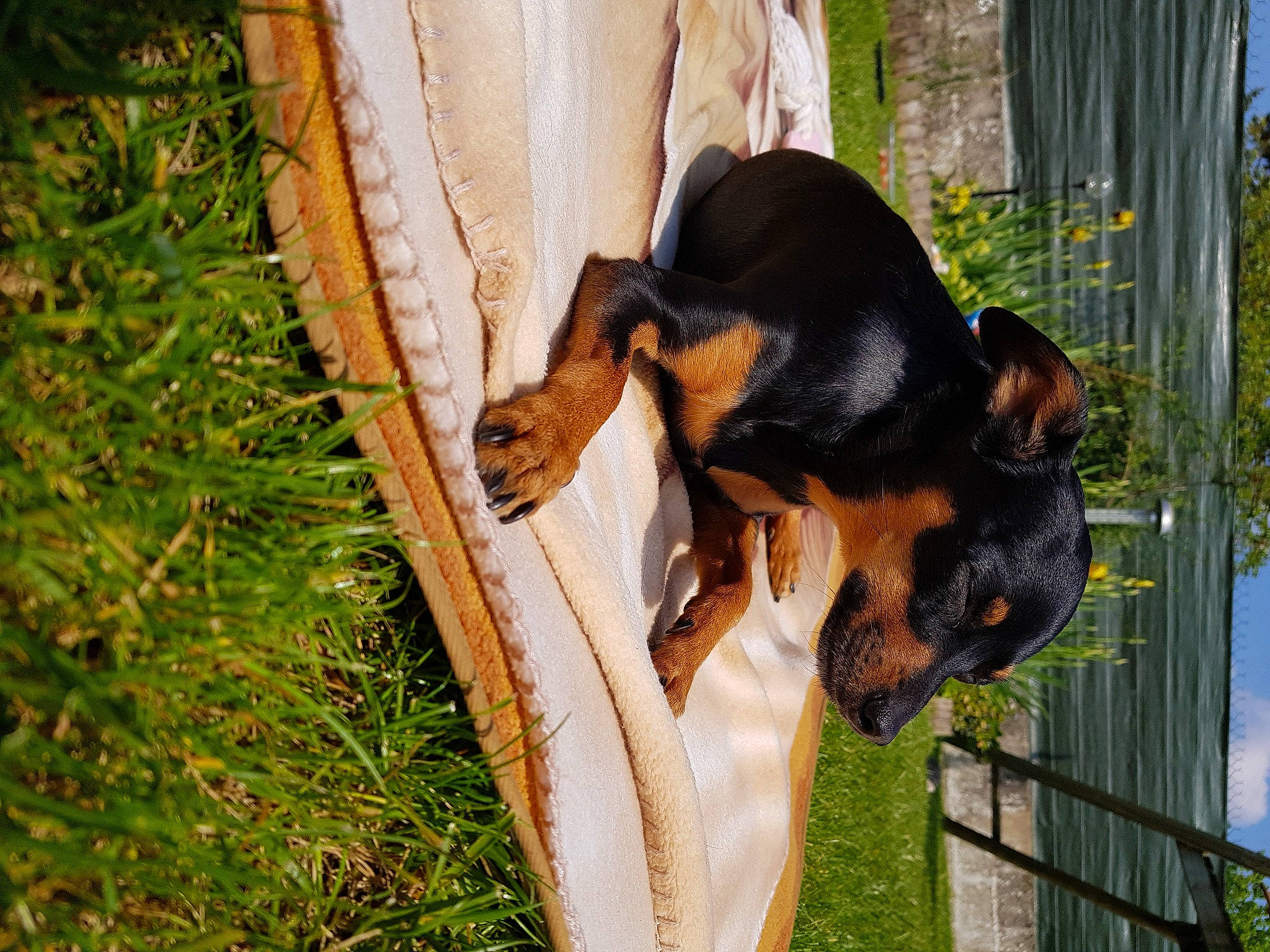 Briska a rejoint le concours — aidez-le/la à gagner de superbes lots ! canidae, carnivore, companion_dog, dog, dog_breed, fawn, grass, guard_dog, hound, hunting_dog, pinscher, plant, sky, snout, sporting_group, terrestrial_animal, tree, wood, working_animal, working_dog