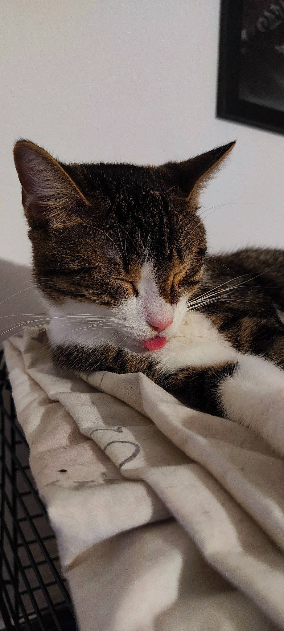 Saphîra a rejoint le concours — aidez-le/la à gagner de superbes lots ! carnivore, cat, cat_supply, claw, comfort, domestic_short_haired_cat, felidae, fur, linens, nap, paw, sitting, sleep, small_to_medium_sized_cats, snout, tail, whiskers, wood