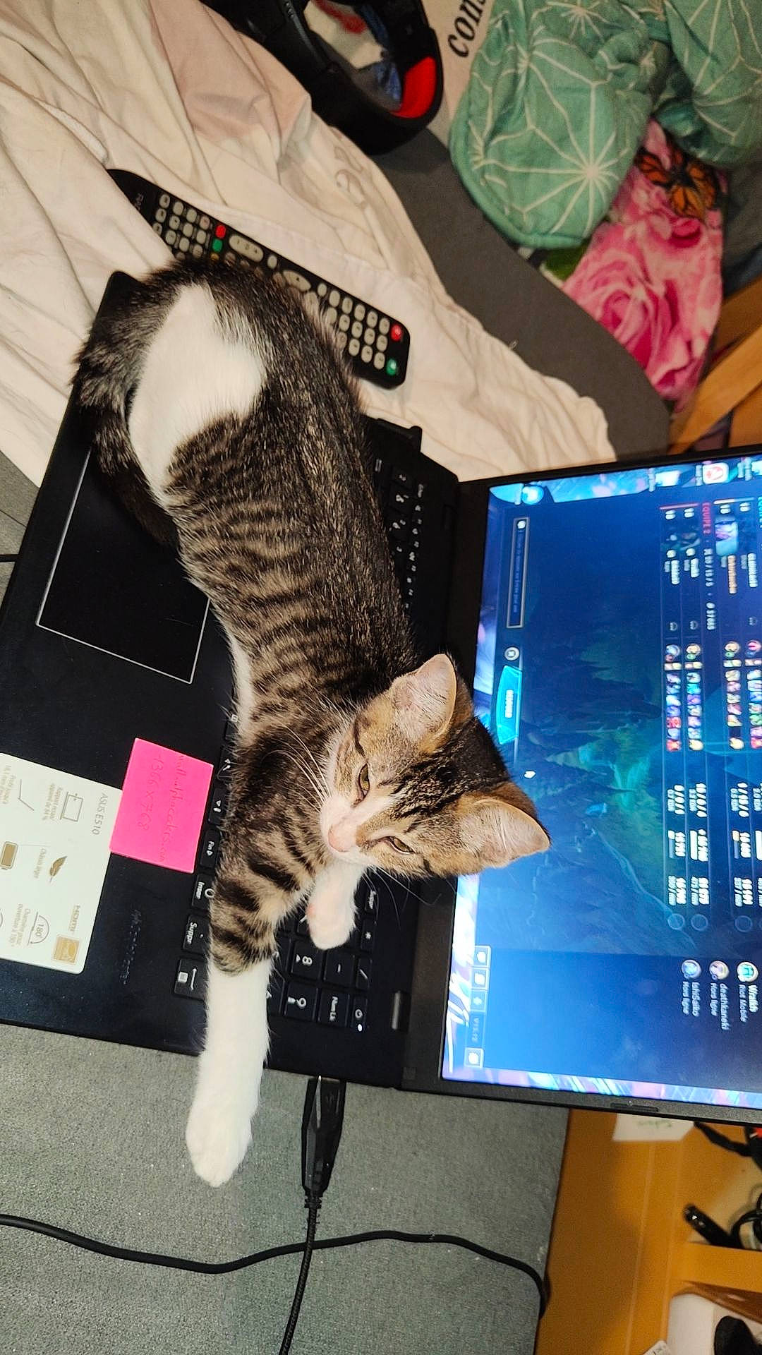 Saphîra participe au concours pour gagner de l'argent avec cette photo : carnivore, cat, computer, computer_hardware, computer_keyboard, computer_monitor, electronic_device, felidae, flat_panel_display, fur, gadget, input_device, laptop, netbook, output_device, peripheral, personal_computer, small_to_medium_sized_cats, tail, whiskers