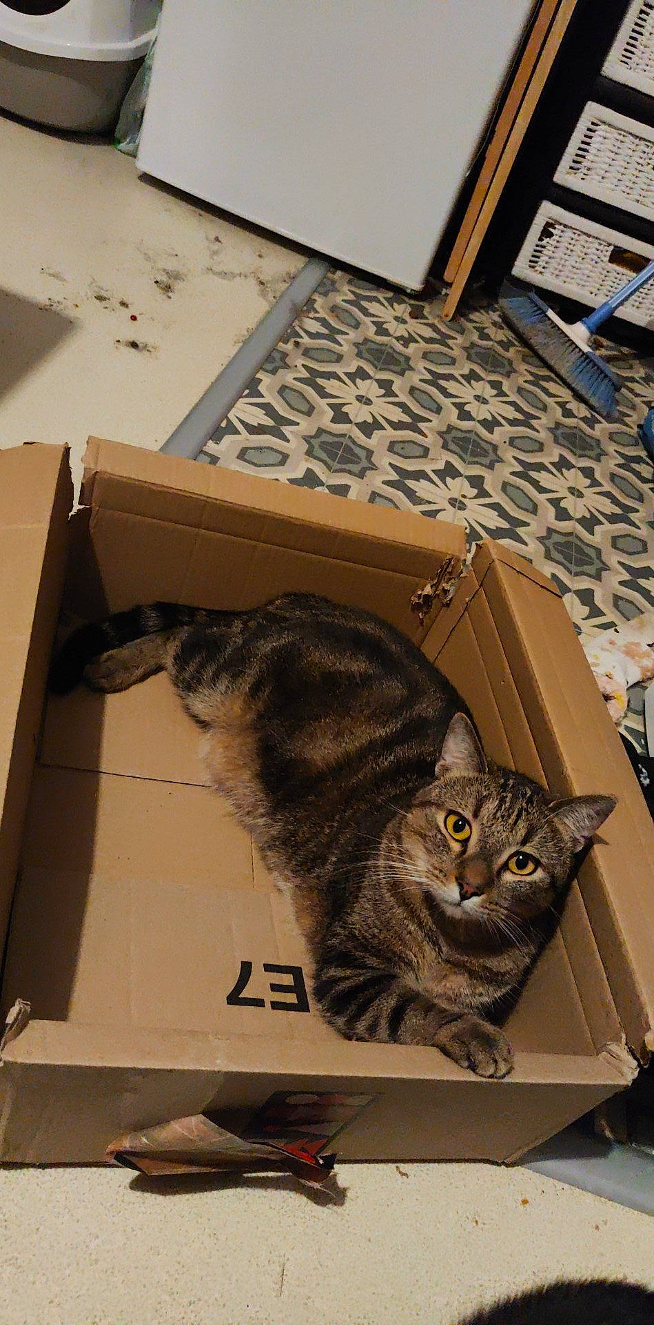 Kynaï participe au concours pour gagner de l'argent avec cette photo : box, cardboard, carnivore, carton, cat, domestic_short_haired_cat, door, felidae, flooring, fur, hardwood, packaging_and_labeling, paper_product, room, shipping_box, small_to_medium_sized_cats, tail, whiskers, wood