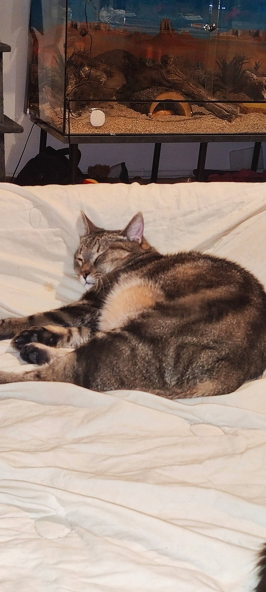 Kynaï a rejoint le concours — aidez-le/la à gagner de superbes lots ! bedding, carnivore, cat, claw, comfort, domestic_short_haired_cat, eye, fawn, felidae, fur, grey, linens, nap, paw, room, small_to_medium_sized_cats, snout, tail, terrestrial_animal, whiskers